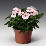 Герань (пеларгония садовая) (Pelargonium x hortorum)