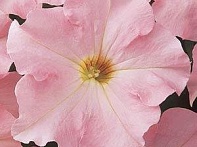 Петуния крупноцветковая