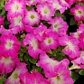 Петуния крупноцветковая (генетически компактная) (Petunia grandiflora)