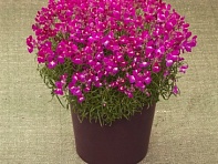 Льнянка марокканская (Fantasista)