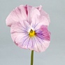 Виола Виттрока бахромчатая (Viola wittrockiana)