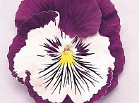 Виола виттрока