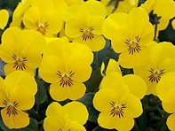 Виола рогатая (Floral Power F1)