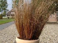 Осока Буханана