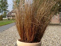 Осока Буханана (Red Rooster)