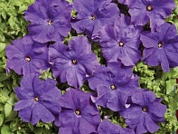 Петуния крупноцветковая (Mistral F1)