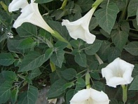 Дурман безвредный ()