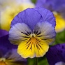 Виола виттрока ампельная (Viola wittrockiana)