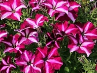 Петуния ампельная гибридная (Gioconda F1)