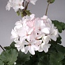 Герань (пеларгония садовая) генетически компактная (Pelargonium x hortorum)