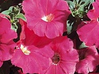 Петуния многоцветковая (Carpet F1)