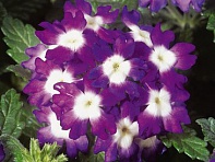 Вербена гибридная (Obsession F1)