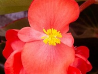 Бегония гибридная (бронзовая листва) (Bionic F1)