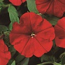 Петуния многоцветковая (Petunia multiflora)