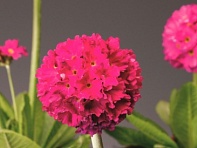 Примула мелкозубчатая (Corolla)