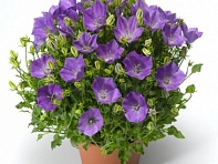 Колокольчик карпатский (Pristar)