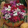 Гвоздика китайская х турецкая (Dianthus chinensis  x barbatus)
