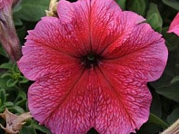 Петуния крупноцветковая (Daddy F1)