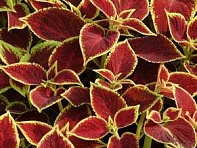 Колеус гибридный (Premium Sun)