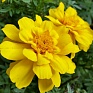 Бархатцы отклоненные (Tagetes patula) Бархатцы отклоненные (Tagetes patula)