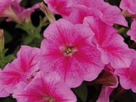 Петуния многоцветковая (генетически компактная) (Mambo GP F1)