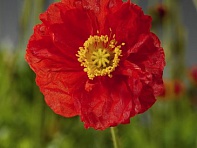 Мак голостебельный (Spring Fever)