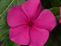 Катарантус розовый (Valiant F1)