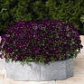 Виола рогатая (Viola cornuta)