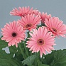 Гербера Джемсона (Gerbera jamesonii)