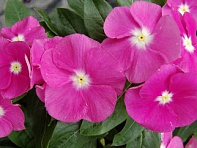 Катарантус розовый (Solar F1)