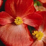 Бегония вечноцветущая (зеленая листва) (Begonia semperflorens)