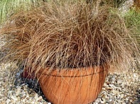 Осока власовидная