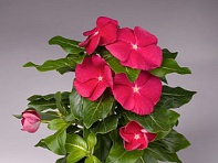 Катарантус розовый (Solar F1)