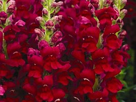 Львиный зев (Антирринум) большой (Opus F1)