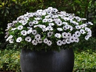 Остеоспермум Эклона (Akila F1)