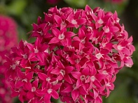 Пентас ланцетовидный (BeeBright F1)