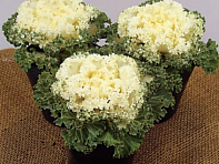 Декоративная капуста (Bloom F1)