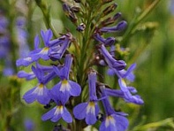 Лобелия сильная (Delft)