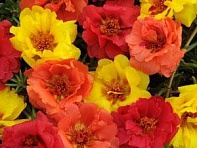 Портулак крупноцветковый (Happy Hour)