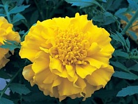 Бархатцы триплоидные (Zenith F1)