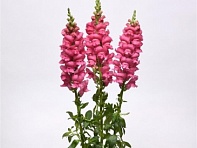 Львиный зев (Антирринум) большой (Potomac F1)