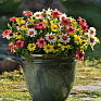 Цинния мариландская (Zinnia marylandica)