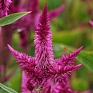 Целозия колосистая (перистая) (Celosia spicata)