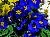 Примула полиантовая (многоцветковая) (Garden Beauty F1)