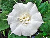 Дурман индийский (White Lady)