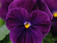 Виола рогатая (Sorbet XP F1)