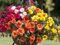 Портулак крупноцветковый (Lazy Daze F1)