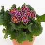 Примула бесстебельная (Primula acaulis)