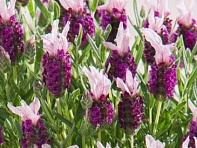 Лаванда стэхадская (Bandera)