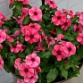Катарантус розовый (Vinca rosea)